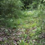 Milium effusum Bloem