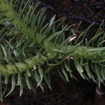 Huperzia phlegmaria Hoja