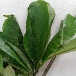 Terminalia superba Hoja