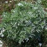 Artemisia absinthium Kvet