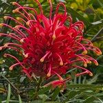 Grevillea banksiiBlomma