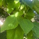 Catalpa ovata Lehti