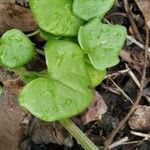 Cochlearia danica Blatt