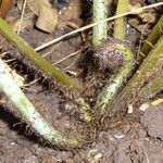 Lastreopsis vieillardii 樹皮