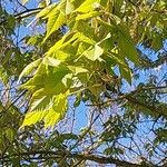 Acer cissifolium Folha