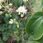 Heptacodium miconioidesFlor