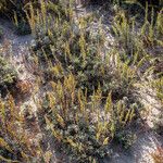 Artemisia caerulescens Habitatea