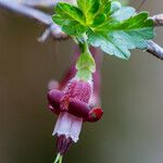 Ribes roezlii Flower