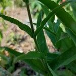 Penstemon pallidus Bark