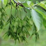 Acer negundoMeyve