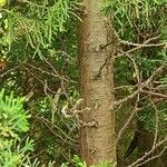 Chamaecyparis thyoides Bark