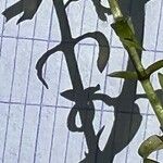 Elodea nuttallii Hoja