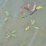 Persicaria amphibiaBloem