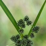 Scirpus atrovirens Лист