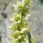 Veratrum album Flor
