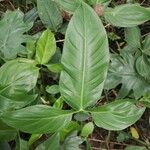 Philodendron tripartitum Feuille