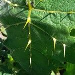 Solanum palinacanthum Ďalší