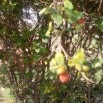 Triphasia trifolia Fruit