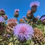 Cynara cardunculusFlower