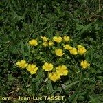 Potentilla brauneana Vekstform