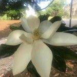 Magnolia virginiana Blatt