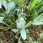 Atriplex portulacoides Leaf