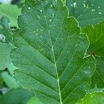 Sorbus mougeotii Levél