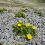 Adonis pyrenaica Habitus