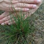 Eleocharis quinqueflora Leaf