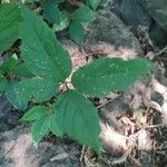 Aralia nudicaulis Folio