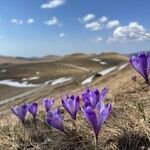 Crocus heuffelianus Çiçek