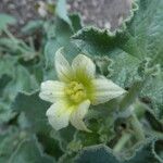 Ecballium elaterium Flower