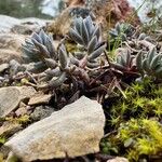 Sedum sediforme Συνήθη χαρακτηριστικά