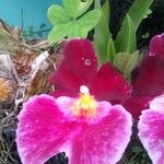 Cattleya brevipedunculata Flower