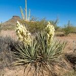 Yucca baccata Hábito