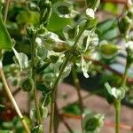 Fallopia dumetorum ഫലം