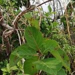 Nauclea latifolia Folio