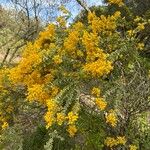 Acacia cultriformis Blatt