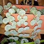 Sedum sieboldii Hoja
