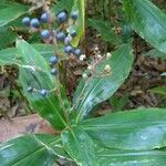 Pollia japonica Frutto