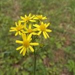 Senecio ampullaceus Кветка