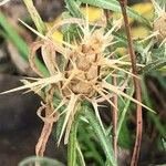 Centaurea calcitrapa Flower