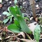 Colchicum bulbocodium Leaf