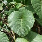 Decalobanthus peltatus Leaf