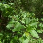Feretia apodanthera Otro
