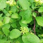 Cornus sanguineaЦветок