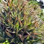 Deuterocohnia brevifolia Leaf