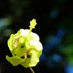 Holmskioldia sanguinea Květ