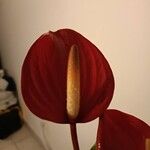 Anthurium scherzerianumFloro