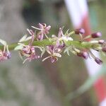 Liparis nervosa Flor